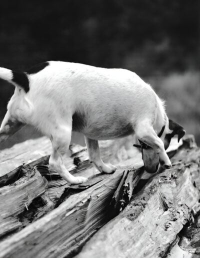 Dog sniffing a log