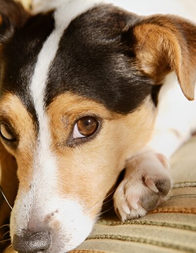 Dog resting on a couch