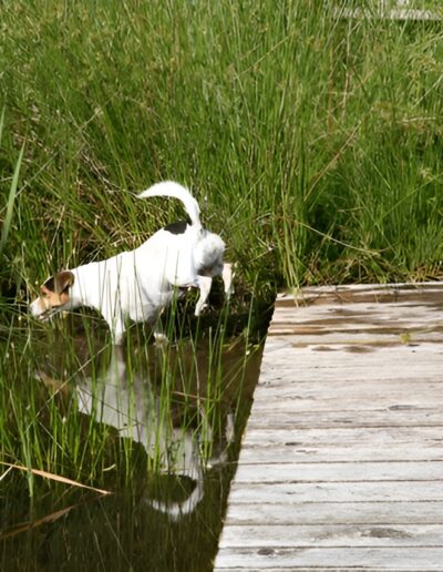Dog exploring water near wooden dock