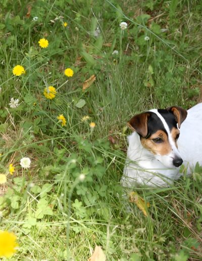 Jack Russell in spring meadow
