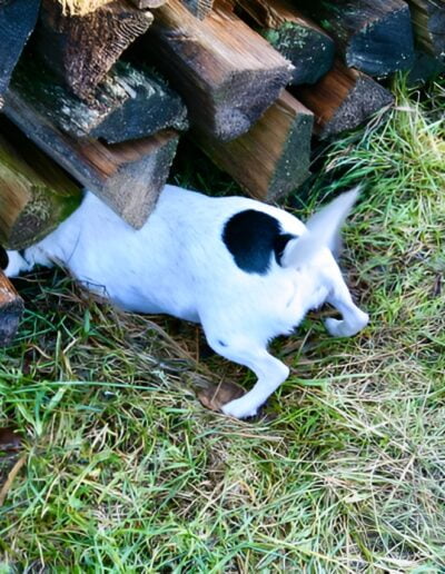 Dog exploring under firewood