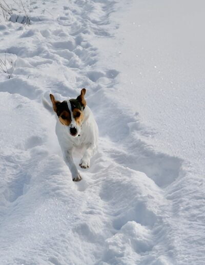 Dog running in snow