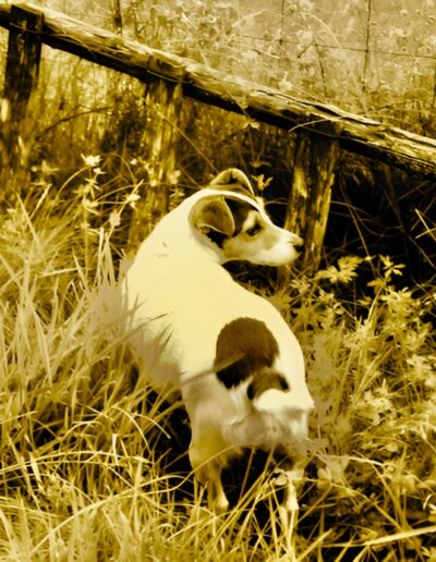 Dog in field looking back