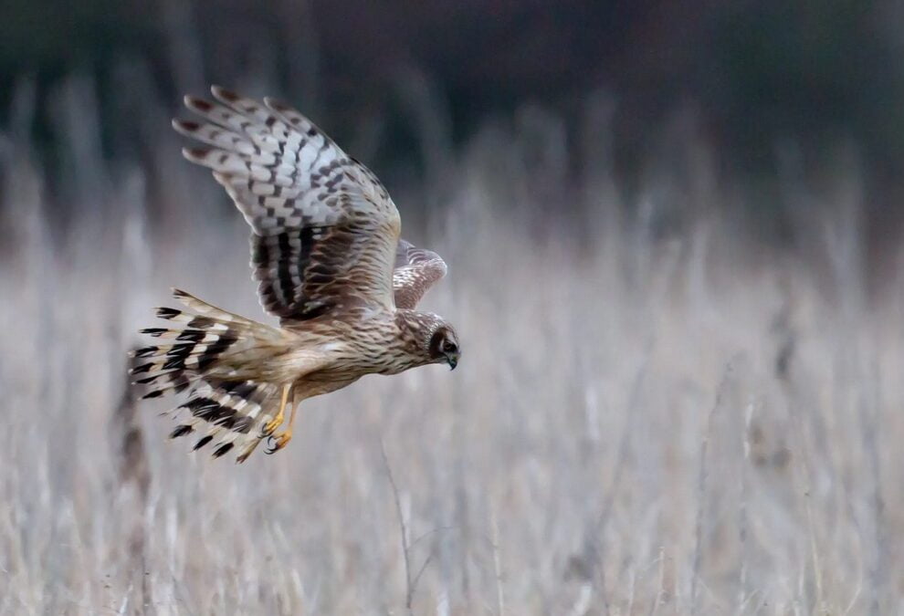 Hen Harrier Needs Your Support