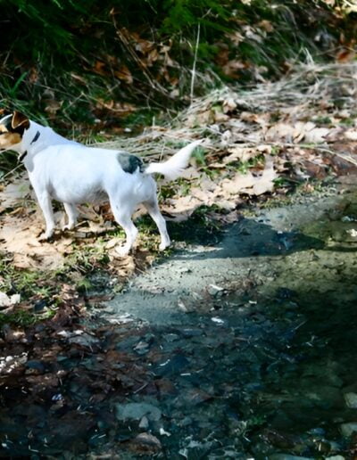 Jack Russell Terrier dog standing by a forest stream