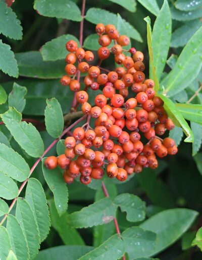 Orange berries on green foliage