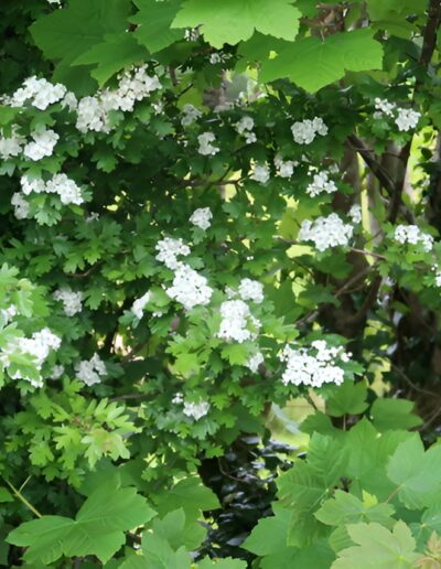 White flowers blooming on tree branches