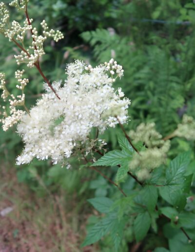 White wildflowers in bloom