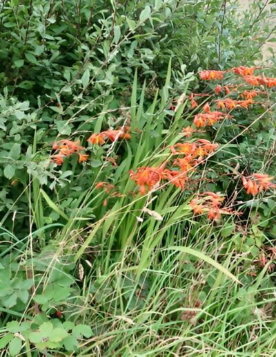 Orange crocosmia flowers in garden