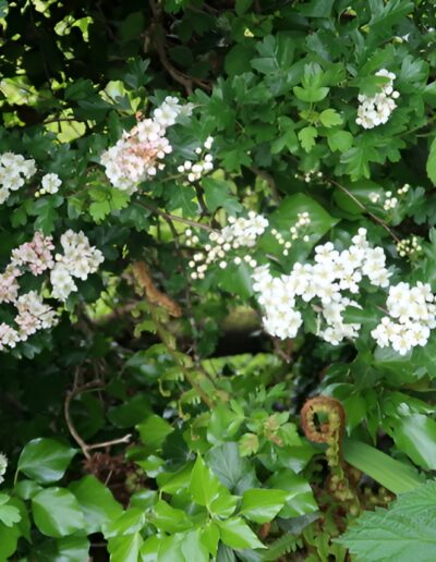 White blooming flowers in spring garden
