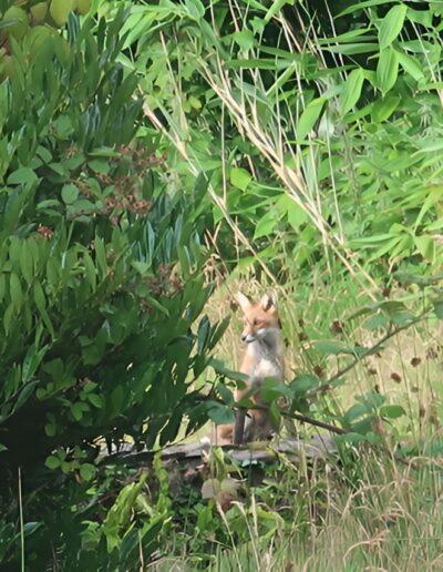 Fox in natural habitat