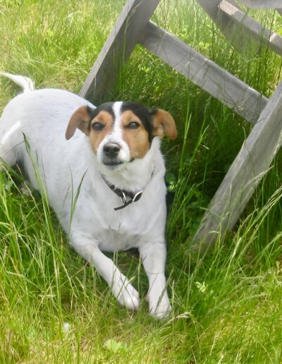 Happy Jack Russell Terrier relaxing in the grass