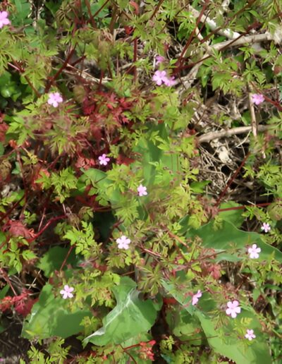Pink wildflowers in garden