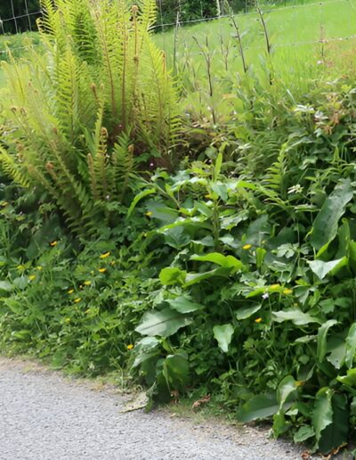 Lush roadside vegetation