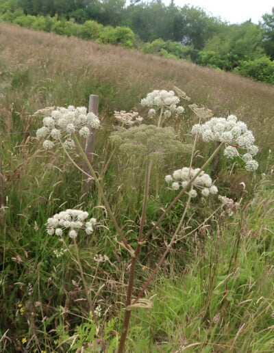 Wildflower with white blooms