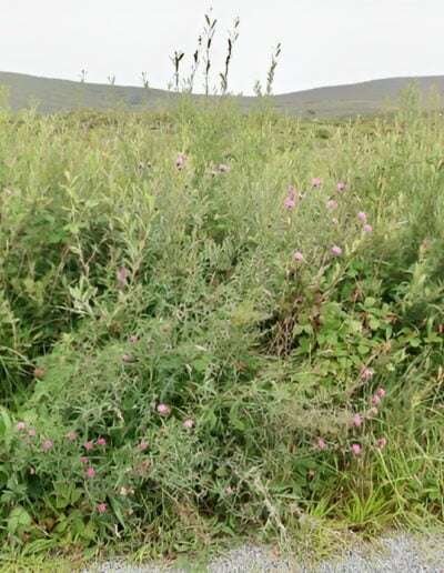 Wildflowers and grasses growing along a roadside, with hills in the background.