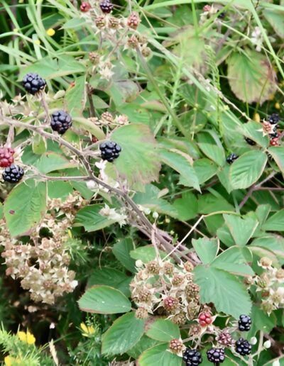 Ripe blackberries on the bush