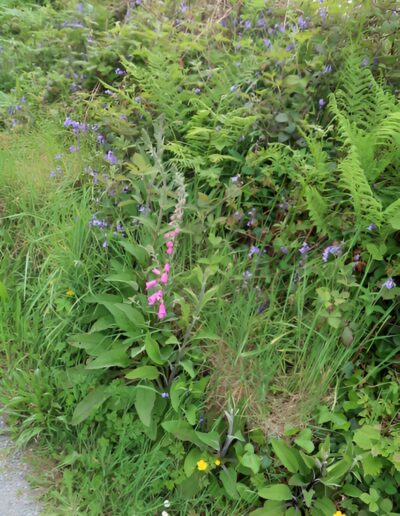Wildflower meadow with foxgloves and bluebells