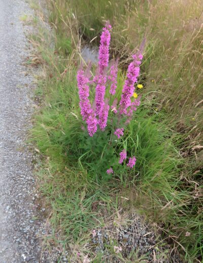 Purple loosestrife flowers in grassy area