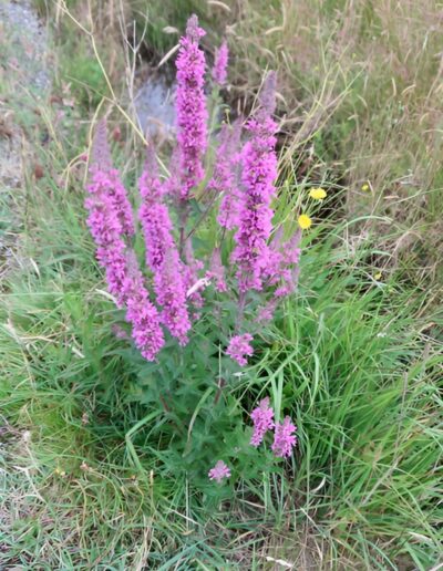 Purple loosestrife flowers blooming in a grassy area near a stream.
