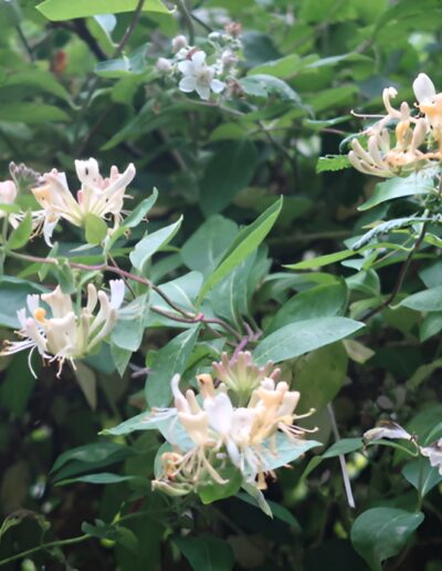 Honeysuckle flowers blooming