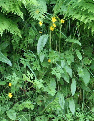 Yellow wildflowers in lush green foliage