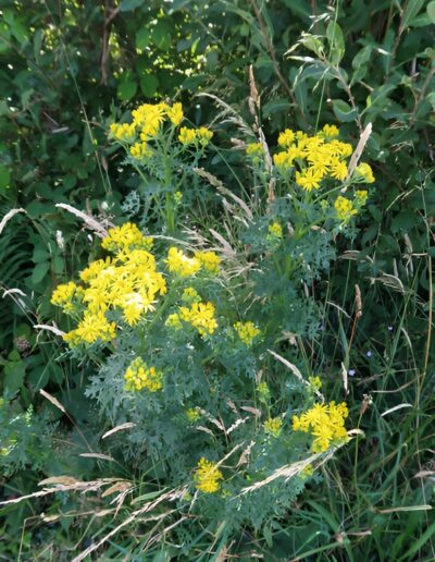 Yellow wildflowers blooming