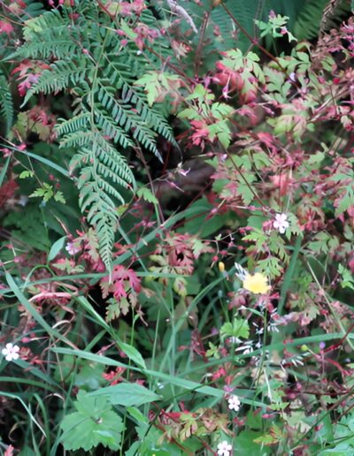 Wildflowers and ferns in a meadow