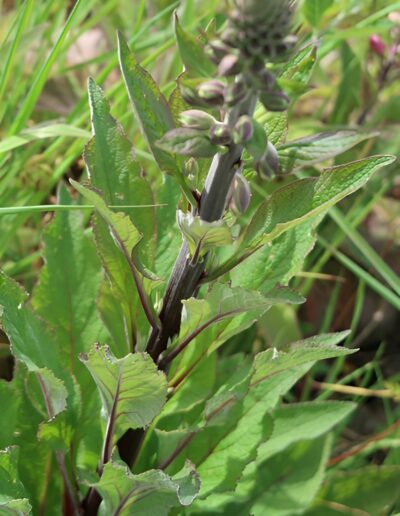 Flowering plant with dark stem