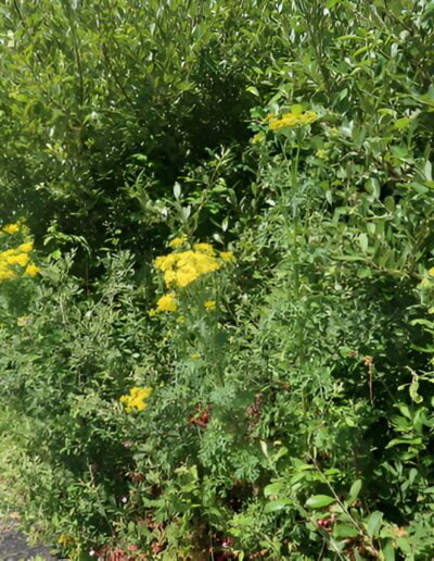 Yellow wildflowers blooming