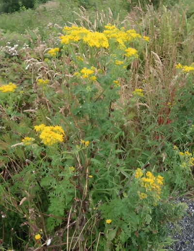 Yellow wildflowers blooming in a field