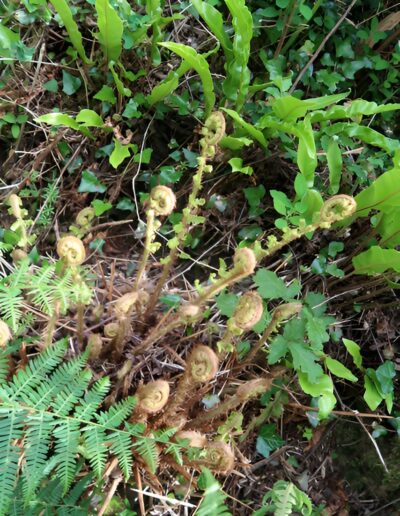 Fern fiddleheads unfurling in spring