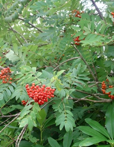 Rowan tree with red berries
