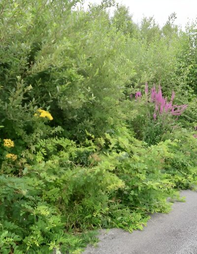 Overgrown roadside vegetation