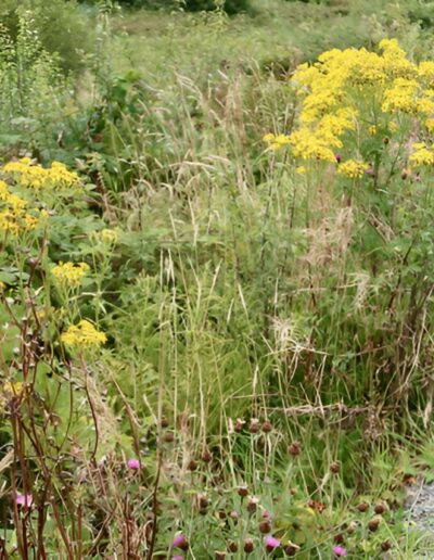 Dog walking by roadside wildflowers