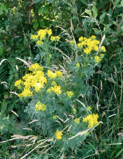 Yellow wildflowers blooming in a field of green grasses and plants.