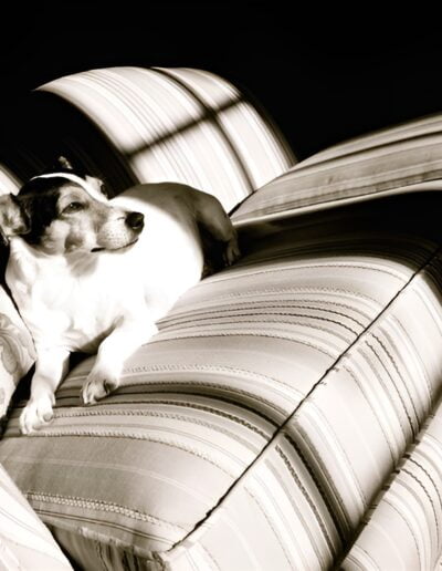 Jack Russell Terrier relaxing on striped couch in sunlit room