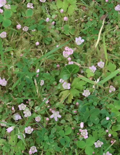 Pink wildflowers in green grass
