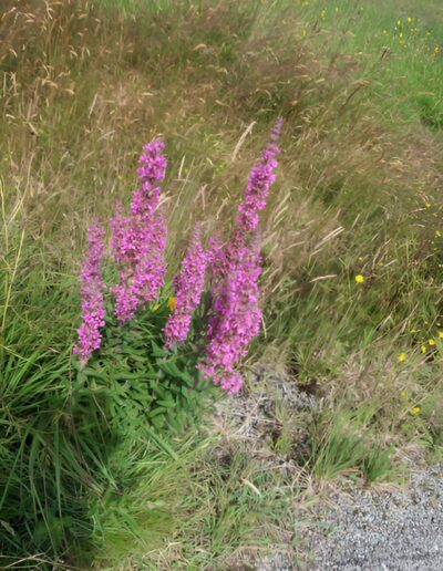 Purple loosestrife flowers in a field