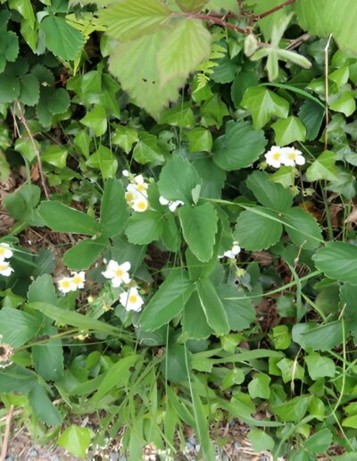 Wild strawberry plants blooming