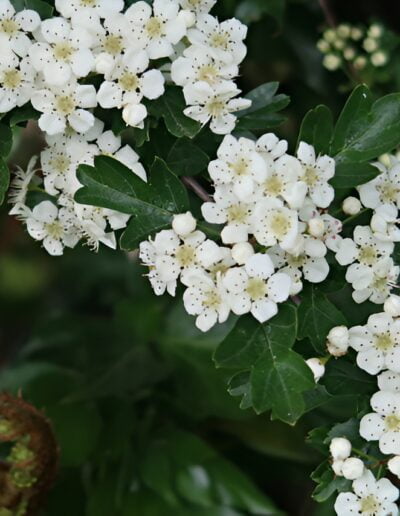 Hawthorn blossoms in full bloom