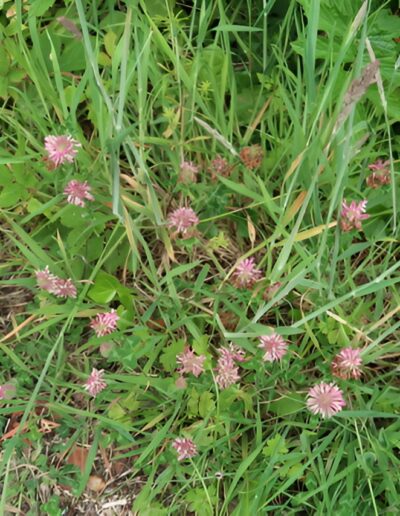Pink wildflowers in a grassy field