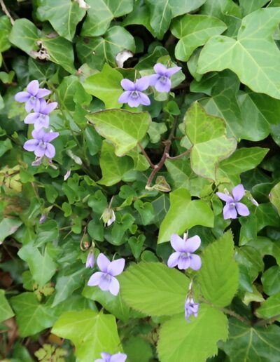 Purple spring flowers in green foliage