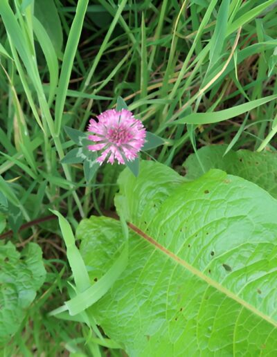 Pink clover flower in green grass