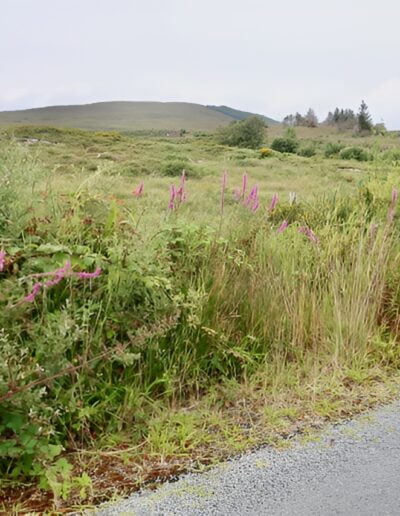 Wildflowers and grasses beside a rural Irish road