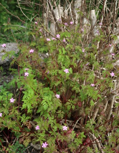 Pink wildflowers in natural setting