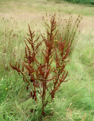 Red dock plant in meadow