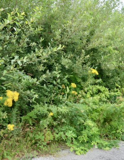 Wildflowers blooming by roadside