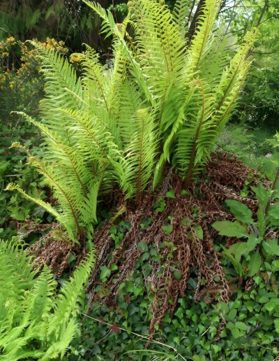 Vibrant green ferns growing