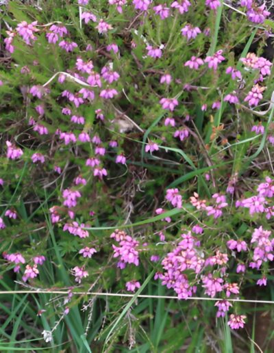 Purple heather flowers blooming